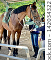 A horse and rider preparing for a lesson at a riding club (vertical composition) 142034322