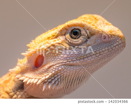Yellow bearded dragon Yellow bearded dragon 142034366