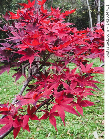 Bright red autumn leaves Bright red autumn leaves 142034411
