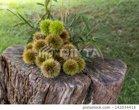Chestnut burrs piled on a tree stump Chestnut burrs piled on a tree stump 142034418