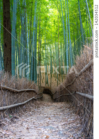 【岡山縣玉野市】天皇池畔的竹林 【岡山縣玉野市】天皇池畔的竹林 142034512