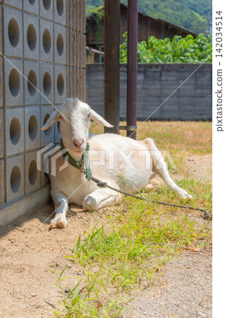 [Kasaoka City, Okayama Prefecture] Goats at the school building by the sea 142034514