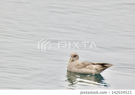 Fulmar Gull (Rausu Port Offshore/Rausu Town, Menashi District, Hokkaido) Fulmar Gull (Rausu Port Offshore/Rausu Town, Menashi District, Hokkaido) 142034521