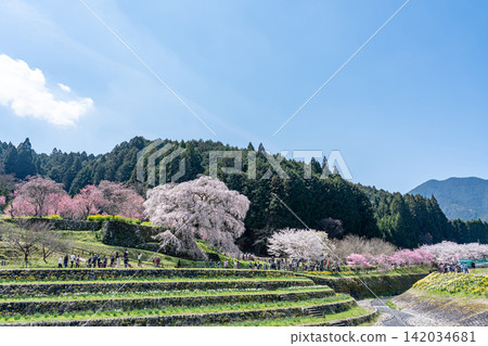 又兵衛櫻花樹,又稱本鄉瀧櫻,是奈良縣宇多市大田町一棵壯麗的垂枝櫻花樹,估計樹齡為 300 年。 又兵衛櫻花樹,又稱本鄉瀧櫻,是奈良縣宇多市大田町一棵壯麗的垂枝櫻花樹,估計樹齡為 300 年。 142034681