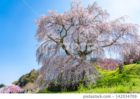 Matabei Cherry Tree, also known as Hongō no Takizakura, is a magnificent weeping cherry tree in Ōuda, Uda City, Nara Prefecture, with an estimated age of 300 years. Matabei Cherry Tree, also known as Hongō no Takizakura, is a magnificent weeping cherry tree in Ōuda, Uda City, Nara Prefecture, with an estimated age of 300 years. 142034709