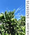 Green mandarins ripening under a blue sky, surrounded by lush green leaves (Orchards in early summer, Ehime and Hiroshima prefectures) 142034716