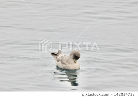 Fulmar Gull (Rausu Port Offshore/Rausu Town, Menashi District, Hokkaido) Fulmar Gull (Rausu Port Offshore/Rausu Town, Menashi District, Hokkaido) 142034732