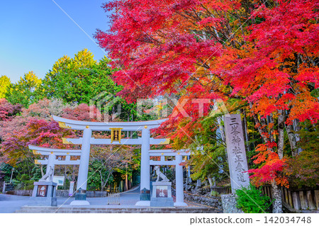 On a clear morning in early November, the three torii gates of Mitsumine Shrine exude a sacred and majestic aura, deeply surrounded by vibrant red autumn leaves. On a clear morning in early November, the three torii gates of Mitsumine Shrine exude a sacred and majestic aura, deeply surrounded by vibrant red autumn leaves. 142034748