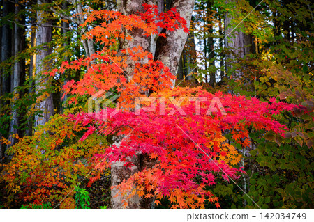 Autumn morning light: A scene of vibrant red autumn leaves, their branches spreading wide against the backdrop of a dimly lit forest within the grounds of Mitsumine Shrine. Autumn morning light: A scene of vibrant red autumn leaves, their branches spreading wide against the backdrop of a dimly lit forest within the grounds of Mitsumine Shrine. 142034749