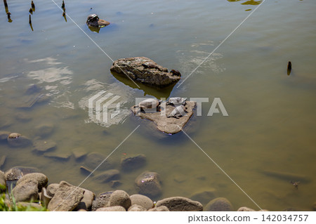 Turtles basking in the sun on a rock in the pond, Kiyosumi Garden, March 2024. Turtles basking in the sun on a rock in the pond, Kiyosumi Garden, March 2024. 142034757