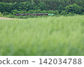 The "Furano-Biei Norokko" train runs along the Furano Line, with wheat fields in the background. 142034788