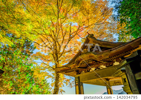 On a clear morning in early November, a wide-angle shot of the Okumiya worship hall of Mitsumine Shrine, with bright yellow autumn leaves in the foreground. On a clear morning in early November, a wide-angle shot of the Okumiya worship hall of Mitsumine Shrine, with bright yellow autumn leaves in the foreground. 142034795