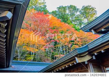 十一月初一個晴朗的早晨,從秩父三峰神社的神社建築屋頂上可以看到遠處森林美麗的秋葉景色。 十一月初一個晴朗的早晨,從秩父三峰神社的神社建築屋頂上可以看到遠處森林美麗的秋葉景色。 142034801