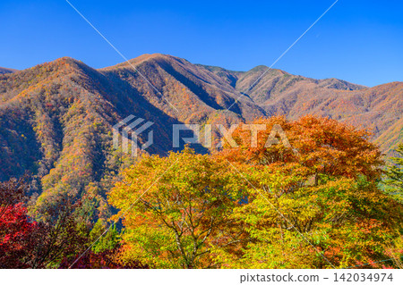On a clear morning in early November, the autumn leaves along the approach to Mitsumine Shrine and the mountain range of the Chichibu Mountains are bathed in the rising sun, their colors enhanced by the sunlight. On a clear morning in early November, the autumn leaves along the approach to Mitsumine Shrine and the mountain range of the Chichibu Mountains are bathed in the rising sun, their colors enhanced by the sunlight. 142034974