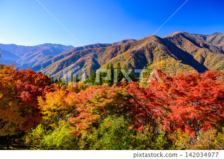 11月初一個晴朗的早晨,通往三峰神社和秩父山脈的山坡上,秋葉沐浴在初升的陽光下,陽光使它們的顏色更加鮮豔。 11月初一個晴朗的早晨,通往三峰神社和秩父山脈的山坡上,秋葉沐浴在初升的陽光下,陽光使它們的顏色更加鮮豔。 142034977