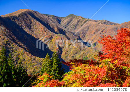 11月初一個晴朗的早晨,通往三峰神社和秩父山脈的山坡上,秋葉沐浴在初升的陽光下,陽光使它們的顏色更加鮮豔。 11月初一個晴朗的早晨,通往三峰神社和秩父山脈的山坡上,秋葉沐浴在初升的陽光下,陽光使它們的顏色更加鮮豔。 142034978