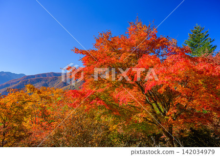 11月初一個晴朗的早晨，通往三峰神社和秩父山脈的山坡上，秋葉沐浴在初升的陽光下，陽光使它們的顏色更加鮮豔。 142034979