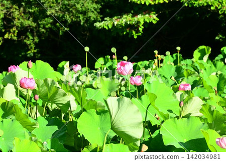 來自大出泉水的古老蓮花（中尊蓮）。 142034981