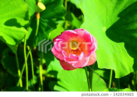 Ancient lotus flowers (Chusonji lotus) from Oide spring water. Ancient lotus flowers (Chusonji lotus) from Oide spring water. 142034983