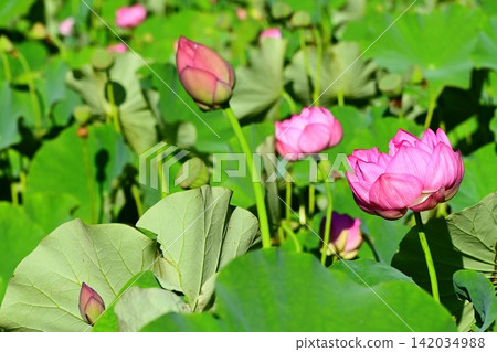 Ancient lotus flowers (Chusonji lotus) from Oide spring water. Ancient lotus flowers (Chusonji lotus) from Oide spring water. 142034988