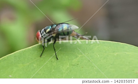 Macro Shot of a Common Green Bottle Fly (Lucilia sericata) Resting on a Green Leaf Macro Shot of a Common Green Bottle Fly (Lucilia sericata) Resting on a Green Leaf 142035057