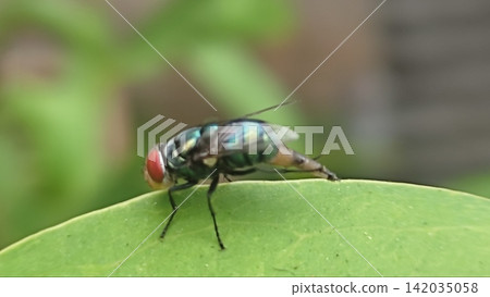 Macro Shot of a Common Green Bottle Fly (Lucilia sericata) Resting on a Green Leaf Macro Shot of a Common Green Bottle Fly (Lucilia sericata) Resting on a Green Leaf 142035058
