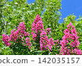 Crape myrtle flowers in the blue sky 142035157
