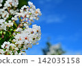 Crape myrtle flowers in the blue sky 142035158