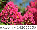 Red crape myrtle flower 142035159