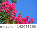 Red crape myrtle flowers stand out against the blue sky. 142035160