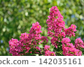 Flower of crape mybs 142035161