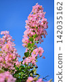 Crape myrtle shining in the blue sky 142035162