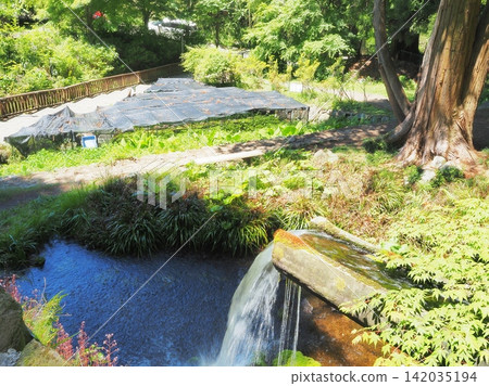 Yamanashi Prefecture, Otaki Shrine's wasabi field, May Yamanashi Prefecture, Otaki Shrine's wasabi field, May 142035194