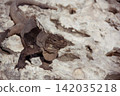 Cuban Rock Iguana Shedding Old Skin on Coastal Rocks in Cuba, Caribbean Sea 142035218