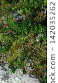 collected lingonberries in a berry basket 142035262