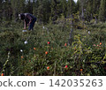 Seamless pattern with berries and cloudberry leaves in swedish forest 142035263