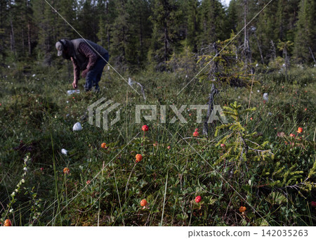 Seamless pattern with berries and cloudberry leaves in swedish forest Seamless pattern with berries and cloudberry leaves in swedish forest 142035263