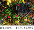 bush of wild ripe cowberry Stock Photo 142035265