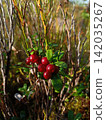 bush of wild ripe cowberry Stock Photo 142035267