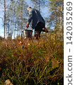 bush of wild ripe cowberry Stock Photo 142035269