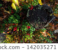 bush of wild ripe cowberry Stock Photo 142035271