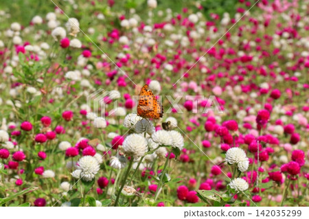 A butterfly sipping nectar from a globe amaranth flower. A butterfly sipping nectar from a globe amaranth flower. 142035299