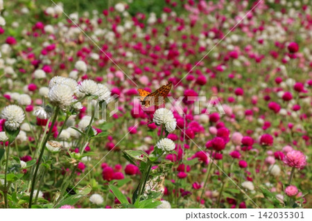 A butterfly perched on a globe amaranth flower. A butterfly perched on a globe amaranth flower. 142035301