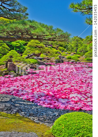 [Yushien Garden] Pond garden peonies (Shimane Prefecture) 142035455