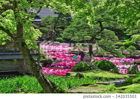 [Yushien Garden] Pond garden peonies (Shimane Prefecture) 142035501