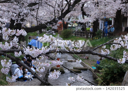 The cherry blossoms blooming along the Nikaryo Canal's Shukugawara embankment make for a beautiful backdrop for cherry blossom viewing. The cherry blossoms blooming along the Nikaryo Canal's Shukugawara embankment make for a beautiful backdrop for cherry blossom viewing. 142035525