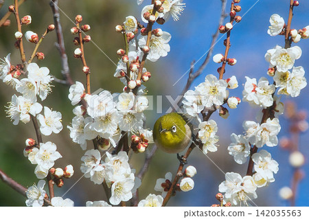 White plum blossoms and a Japanese white-eye against the blue sky White plum blossoms and a Japanese white-eye against the blue sky 142035563