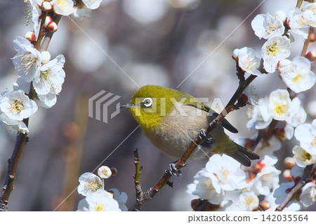 White-eye sucking plum nectar White-eye sucking plum nectar 142035564