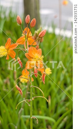 蘆薈鮮豔的橘色花朵 蘆薈鮮豔的橘色花朵 142035731