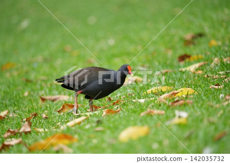Tropical moths walking on the grass Tropical moths walking on the grass 142035732